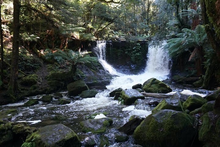 Mt Field & Russell Falls Day Tour: Rainforest Walks, Wildlife Sanctuary & Farm-to-Table Lunch photo 3