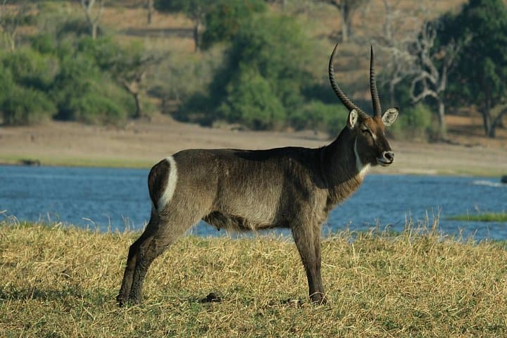 11-Day Private Mobile Camping Safari in Botswana — Chobe, Okavango & Makgadikgadi