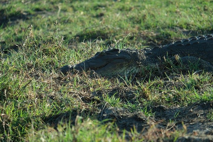 11-Day Private Mobile Camping Safari in Botswana — Chobe, Okavango & Makgadikgadi photo 2