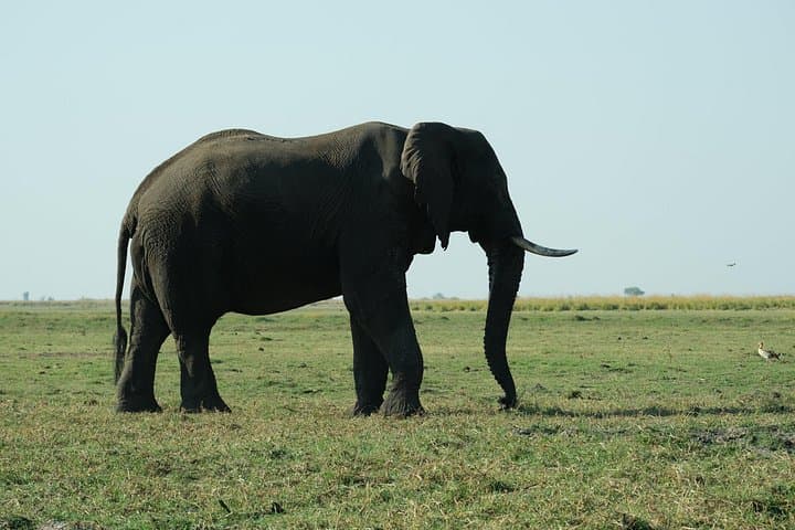 11-Day Private Mobile Camping Safari in Botswana — Chobe, Okavango & Makgadikgadi photo 4