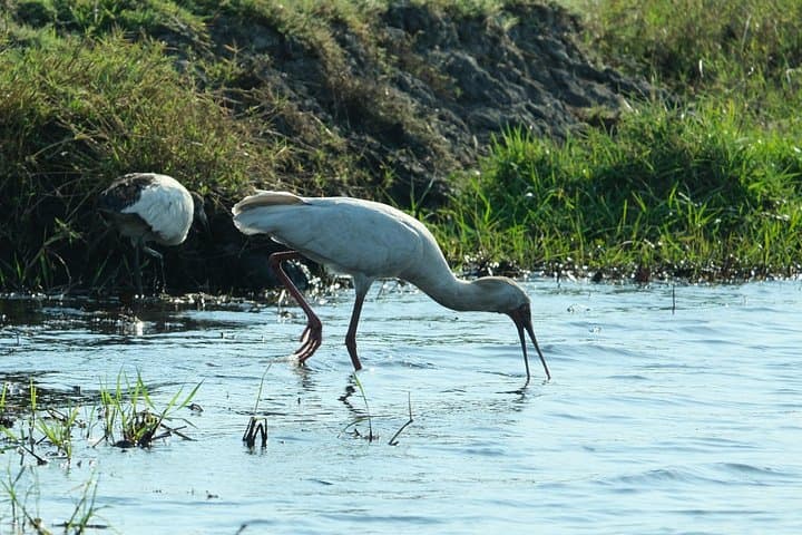 11-Day Private Mobile Camping Safari in Botswana — Chobe, Okavango & Makgadikgadi photo 5
