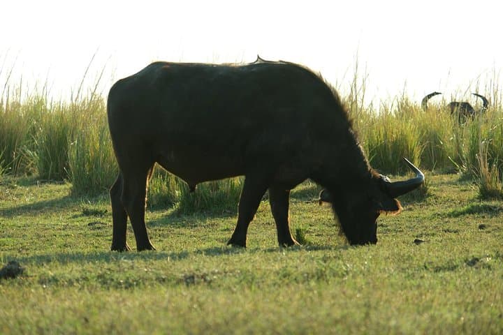 8-Day Private Botswana Mobile Camping Safari — Chobe, Savuti & Okavango Delta photo 2