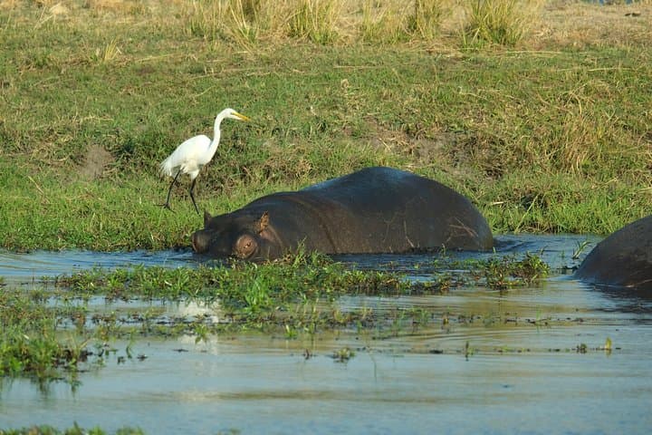 8-Day Private Botswana Mobile Camping Safari — Chobe, Savuti & Okavango Delta photo 3