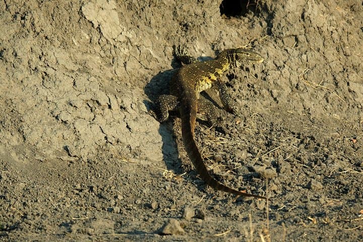 8-Day Private Botswana Mobile Camping Safari — Chobe, Savuti & Okavango Delta photo 4