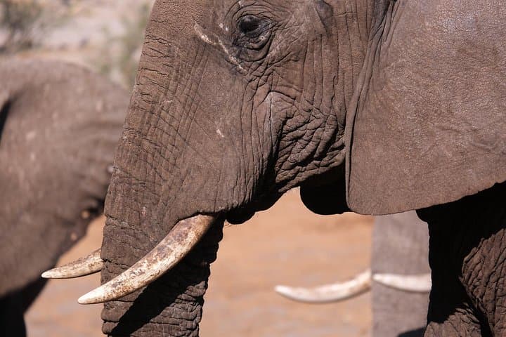 5-Day Mobile Camping Safari in Botswana — Chobe River & Okavango Delta Camping Safari