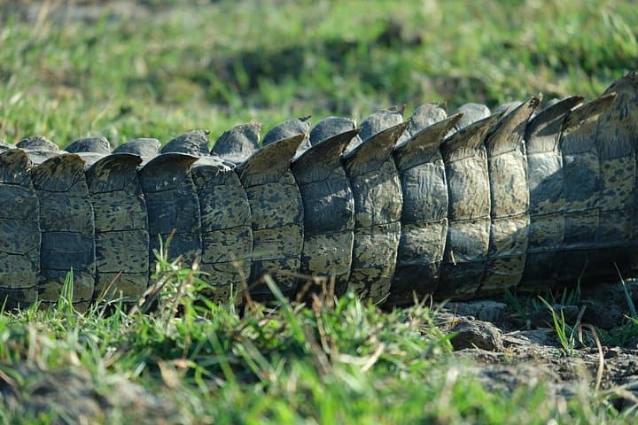 5-Day Mobile Camping Safari in Botswana — Chobe River & Okavango Delta Camping Safari photo 3