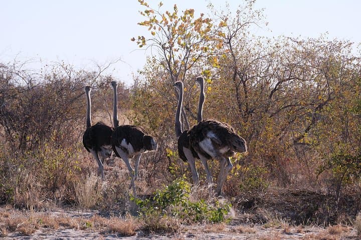 5-Day Mobile Camping Safari in Botswana — Chobe River & Okavango Delta Camping Safari photo 4