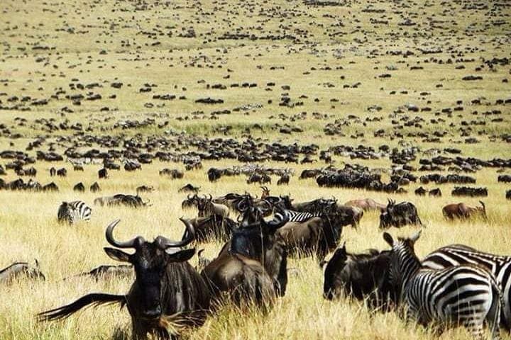 Private 6-Day Wildebeest Migration Safari & Hadzabe Cultural Visit