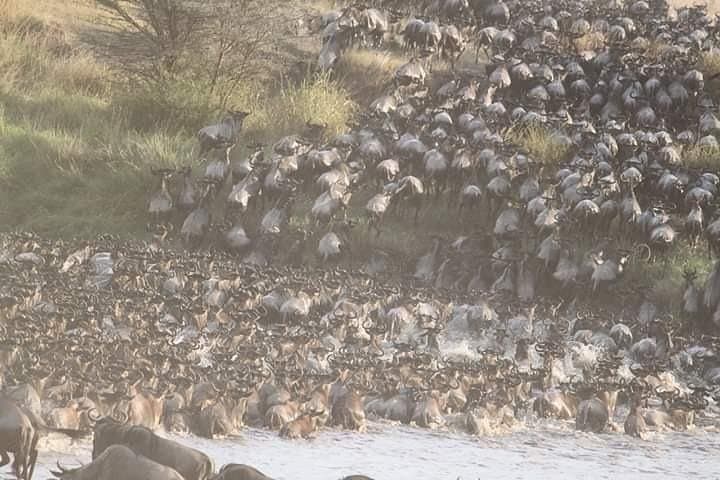 Private 6-Day Wildebeest Migration Safari & Hadzabe Cultural Visit photo 3