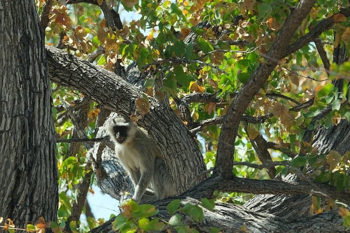 15-Day Botswana Walking Safari: Chobe, Savuti & Okavango Delta