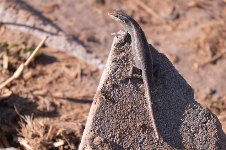15-Day Botswana Walking Safari: Chobe, Savuti & Okavango Delta photo 3