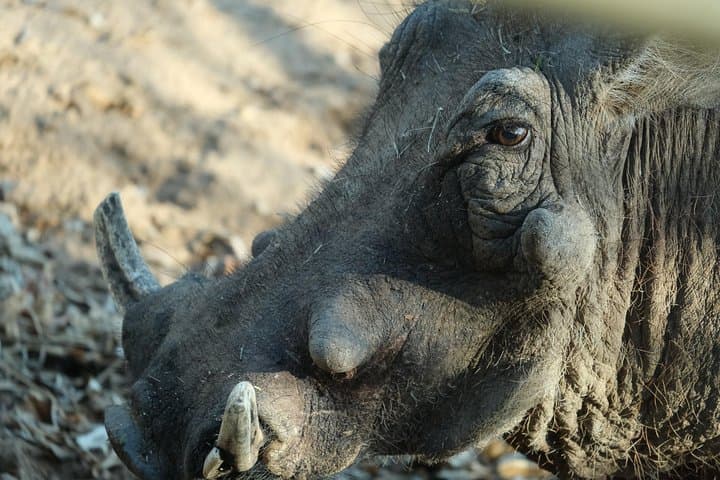 15-Day Botswana Walking Safari: Chobe, Savuti & Okavango Delta photo 4