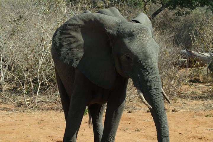 15-Day Botswana Walking Safari: Chobe, Savuti & Okavango Delta photo 5