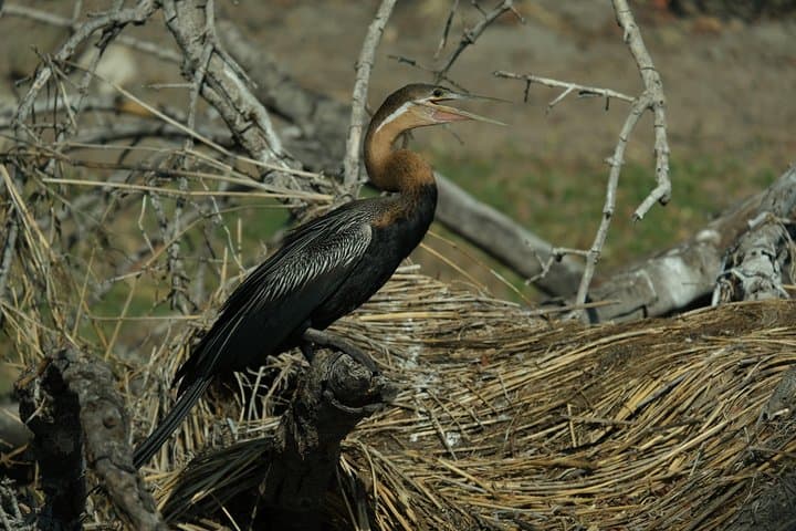 15-Day Botswana Walking Safari: Chobe, Savuti & Okavango Delta photo 6