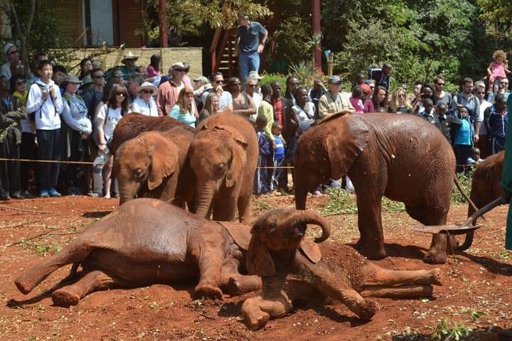 Visit David Sheldrick Elephant Orphanage: Half-Day Nairobi Wildlife Experience photo 4