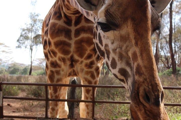 Giraffe Center Half-Day Tour Nairobi: Feed Rothschild Giraffes & Walk the Gogo River Trail photo 3