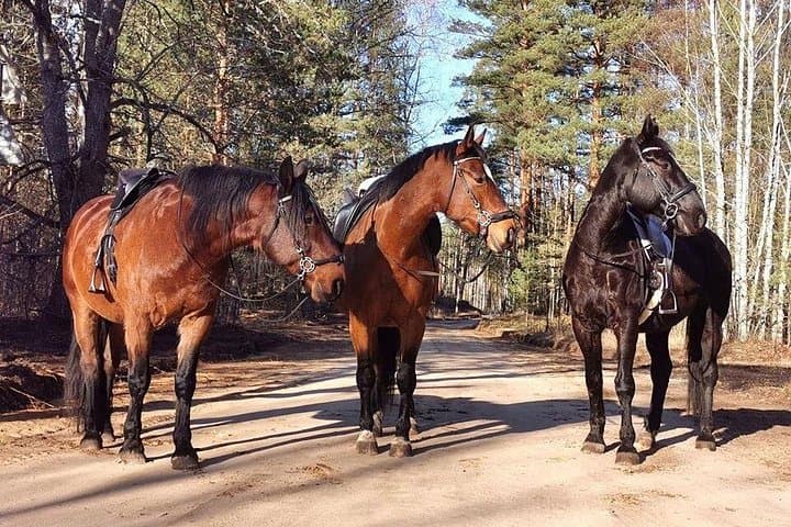 Woodland Horseback Ride Near Riga — 1-Hour Guided Trail at Dabas Zirgi photo 1
