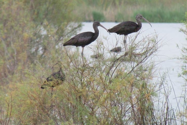 Afternoon Birdwatching at Lagoa dos Salgados — Algarve Waterfowl Walk photo 3