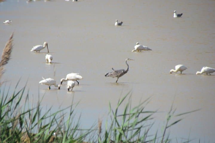 Afternoon Birdwatching at Lagoa dos Salgados — Algarve Waterfowl Walk photo 4