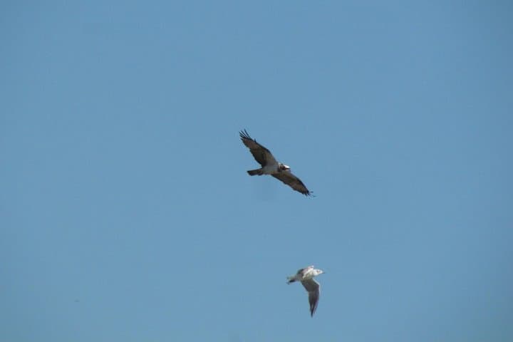 Afternoon Birdwatching at Lagoa dos Salgados — Algarve Waterfowl Walk photo 5