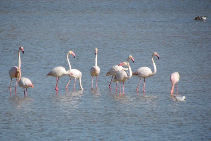 Afternoon Birdwatching at Lagoa dos Salgados — Algarve Waterfowl Walk photo 6
