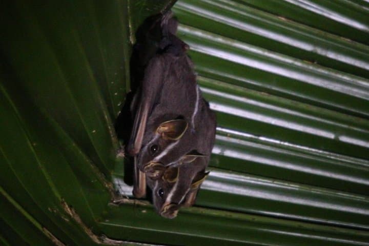 Private Guided Walking Tour at Hacienda Barú near Quepos photo 4