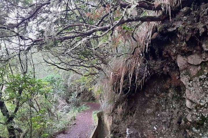Madeira Private Guided Walk to Ribeiro Frio and Chão das Feiteiras photo 4