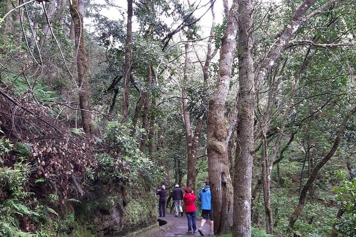 Madeira Private Guided Walk to Ribeiro Frio and Chão das Feiteiras photo 5