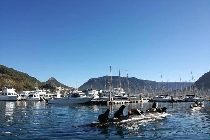 Hout Bay Ocean Safari: Kelp-Forest Snorkel & Marine Wildlife Cruise photo 4