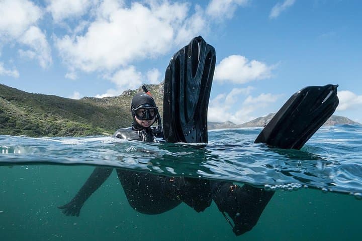 Hout Bay Ocean Safari: Kelp-Forest Snorkel & Marine Wildlife Cruise photo 6