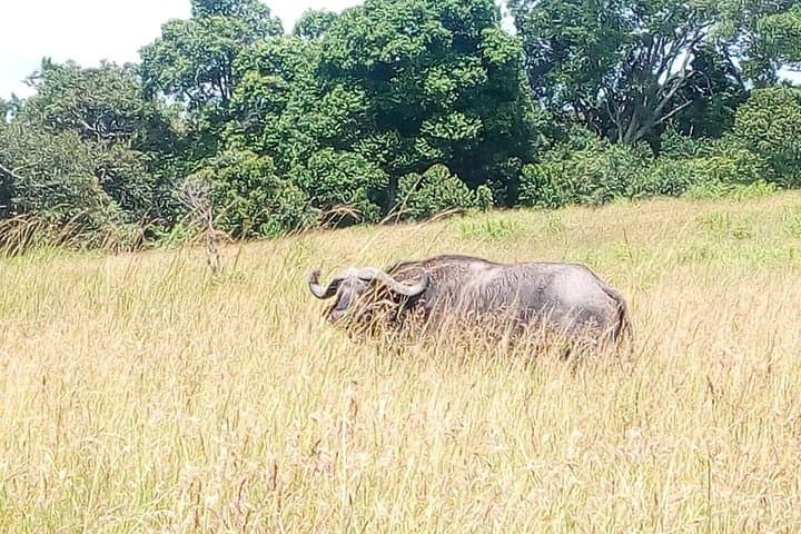 Lake Nakuru Day Safari: Flamingos, Rhinos & Rift Valley Views from Nairobi photo 4
