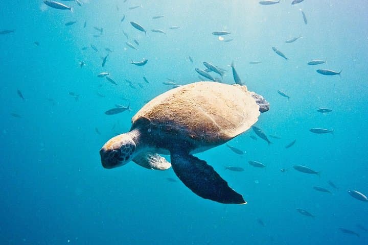 Try Scuba Diving in Tenerife — Beginner Try-Dive with a Dedicated Instructor photo 5