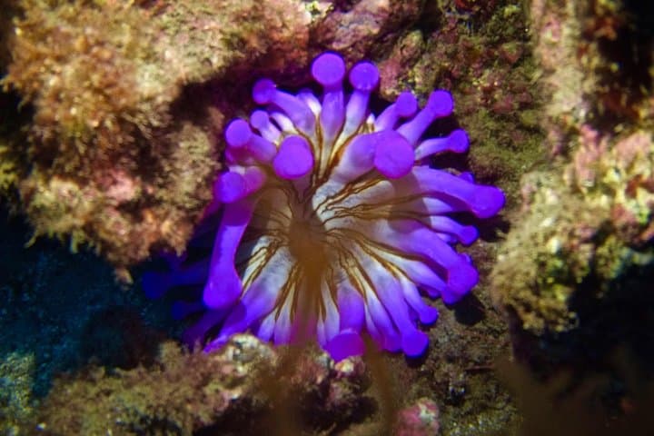 Try Scuba Diving in Tenerife — Beginner Try-Dive with a Dedicated Instructor photo 4