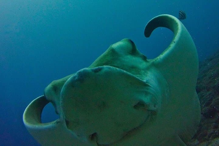 Try Scuba Diving in Tenerife — Beginner Try-Dive with a Dedicated Instructor photo 3