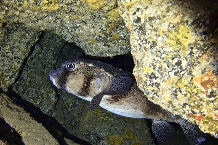 Try Scuba Diving in Tenerife — Beginner Try-Dive with a Dedicated Instructor photo 6
