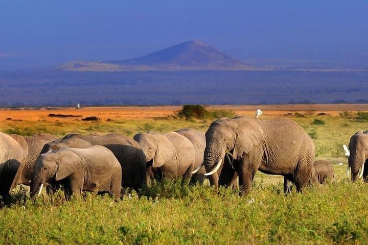 Amboseli Safari: 2-Day Elephant and Kilimanjaro Game Drive from Nairobi photo 2