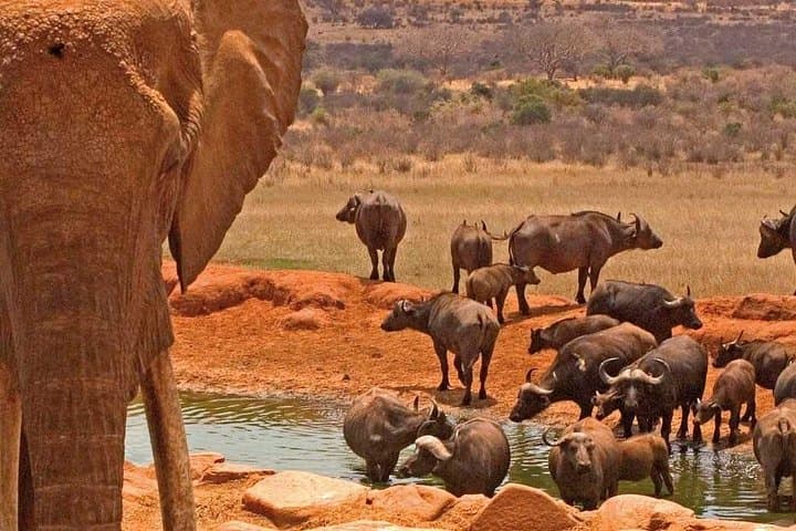 Amboseli National Park 3-Day Safari: Kilimanjaro Views & Elephant Herds photo 2
