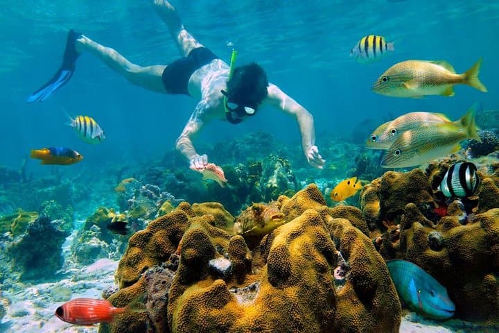 Snorkel Cozumel: Full-Day Tour to El Cielo, Palancar & Colombia Reefs photo 4