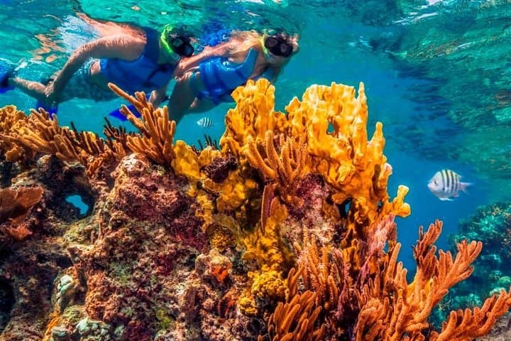 Snorkel Cozumel: Full-Day Tour to El Cielo, Palancar & Colombia Reefs photo 6