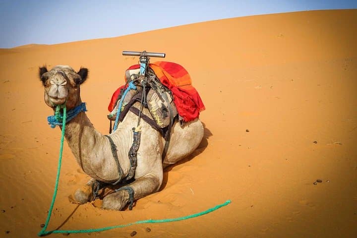 Merzouga Sahara: 5-Day Desert Tour from Marrakech — Camel Trek & Erg Chebbi Camp photo 1
