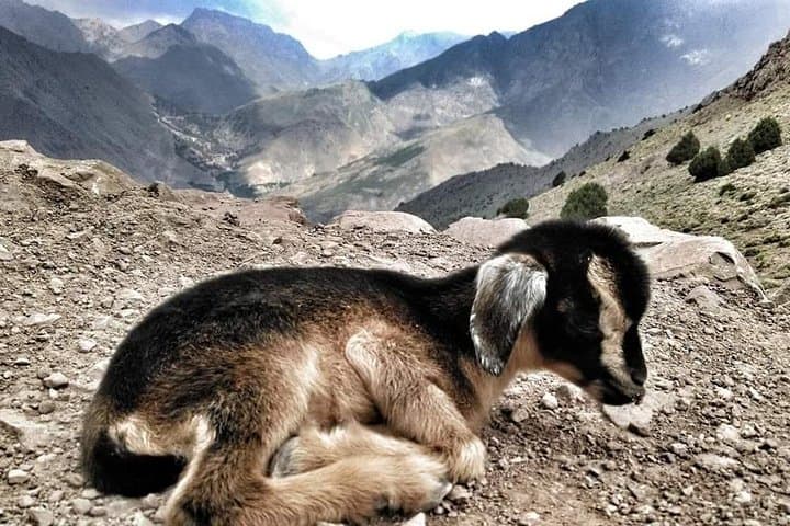 4-Day Atlas Mountains Trek: 3 Valleys & Berber Villages from Marrakech