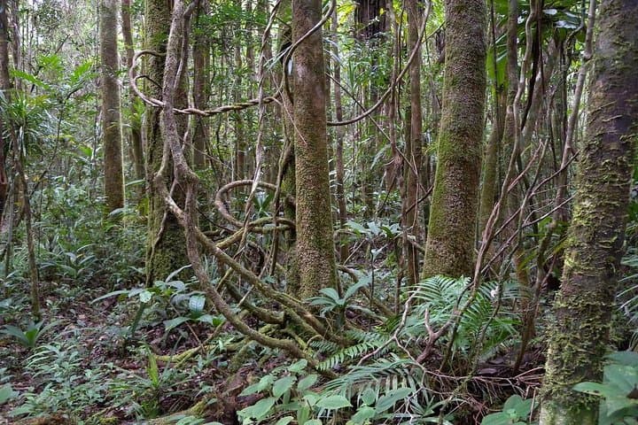 8-Day Masoala Honeymoon: Rainforest Trails, Reef Snorkels & Village Visits photo 3