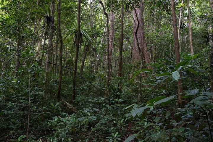 8-Day Masoala Honeymoon: Rainforest Trails, Reef Snorkels & Village Visits photo 4