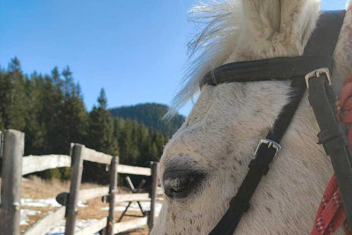 Beginner Horse Riding Lessons in Bulgaria's Rose Valley (Kazanlak) photo 2