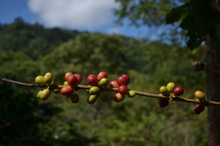 Minca La Victoria Coffee Tour: Waterfalls, Farm History & Sierra Nevada Views photo 2