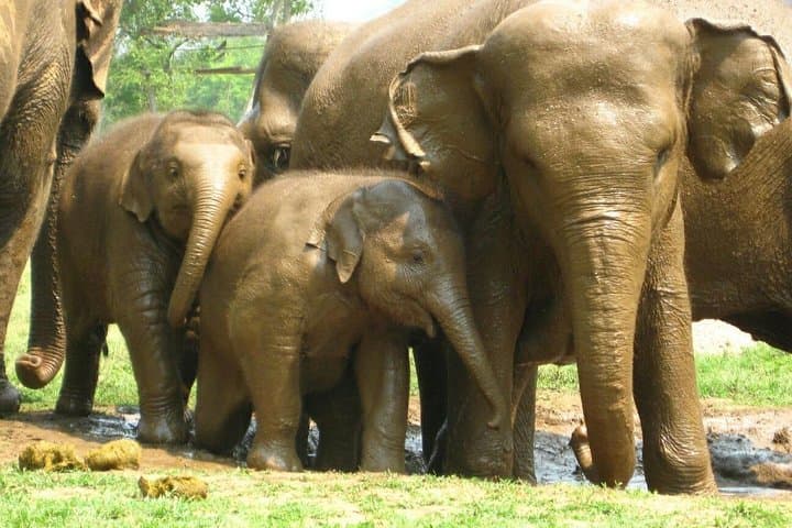 Chiang Mai Zipline, Rafting & Ethical Elephant Sanctuary Day Trip photo 6