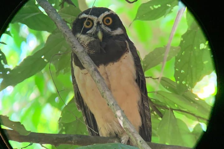 Private Guided Walking Tour at Hacienda Barú near Quepos photo 3
