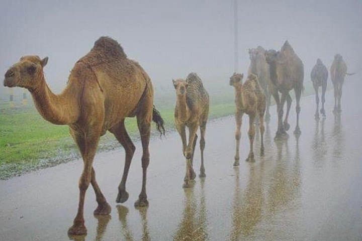 Salalah West 4WD Mountain Drive: Dhalkout, Deem & Rakhyut Full-Day Tour photo 3
