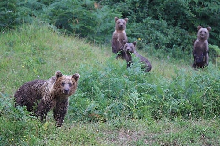 Bear Watching in Kočevsko Forest: Full-Day Guided Observation Near Kočevje