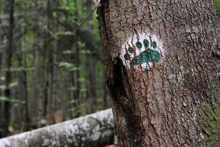Bear Watching in Kočevsko Forest: Full-Day Guided Observation Near Kočevje photo 3